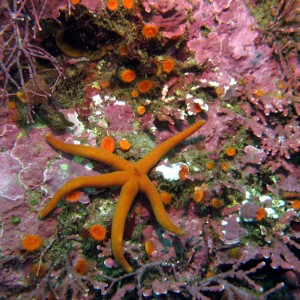 Point Lobos