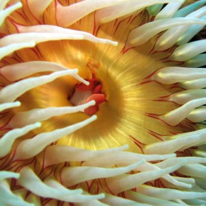 Fish-eating Anemone (close-up)