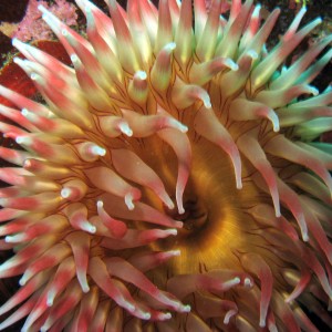 Fish-eating Anemone