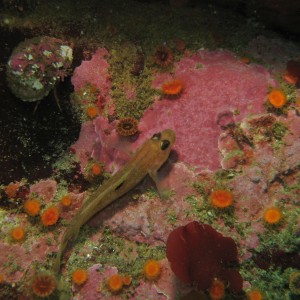 Goby with some strawberry anemone