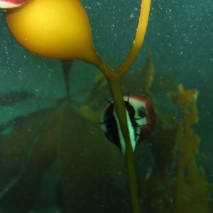 Snail crawling on kelp