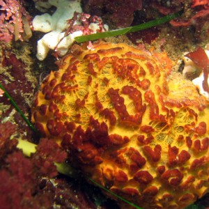 Orange-ball Sponge