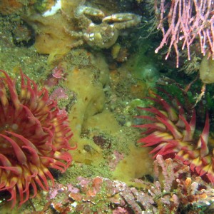 Rose Anemones with Crab