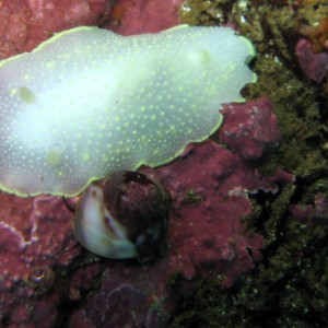 Yellow Margin Dord Nudibranch (with a Norris Topsnail)