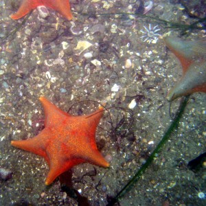 More Bat Stars (with possible juvenile sunstars or anemone)