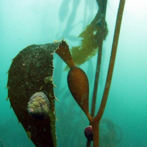 Red Turban snail (?) on Kelp