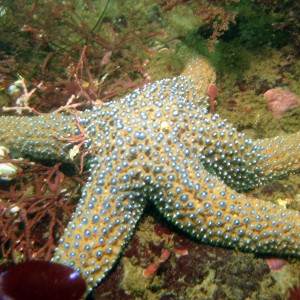 Ochre Sea Star