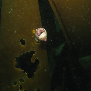 Snail on Kelp (closeup)