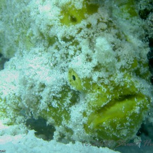 frogfish in the sand