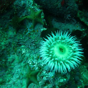 Anemone at Hole in the Wall