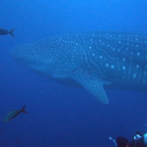 Whale Shark