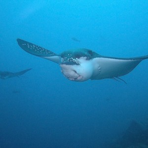 Eagle ray