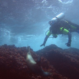 Sea Lion and Diver