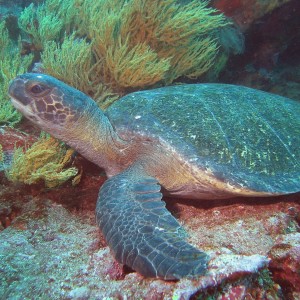 Green Sea Turtle