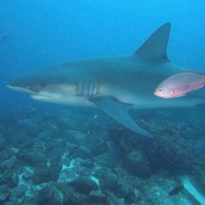 Galapagos Shark