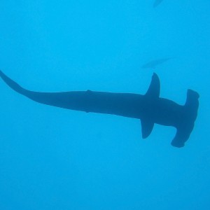 Hammerhead silhouette