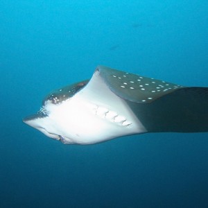 Eagle Ray