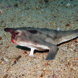 Red Lipped Batfish