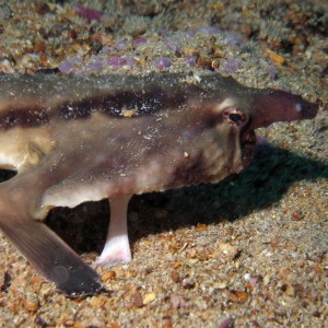 Red Lipped Batfish