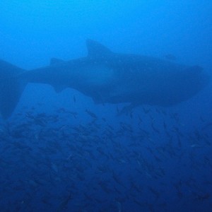 Whale Shark