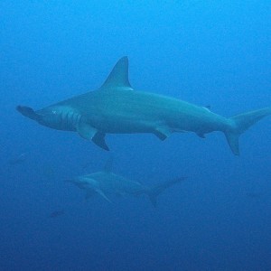 Scalloped Hammerhead Sharks