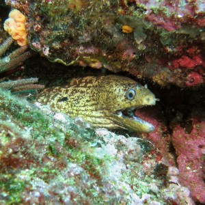 Jewel Moray Eel