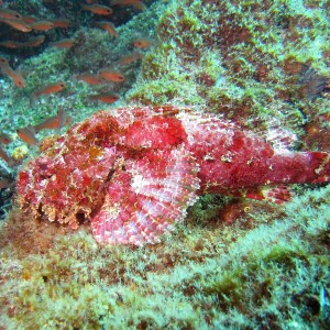 Stone Scorpionfish