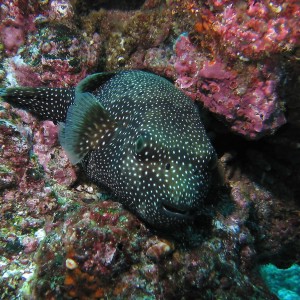 Guineafowl Puffer