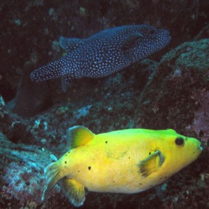 Guineafowl Puffers