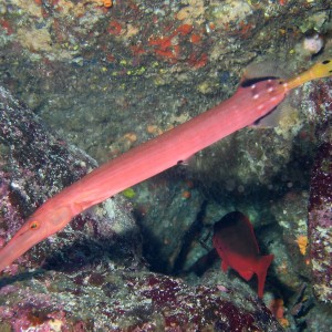 Trumpetfish