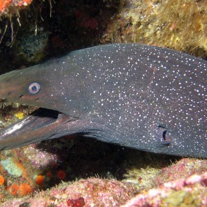 Fine Spotted Moray Eel