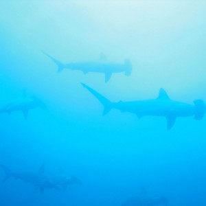 Scalloped Hammerhead Sharks