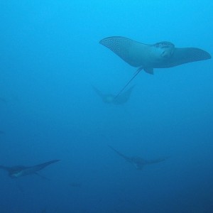 Eagle Rays