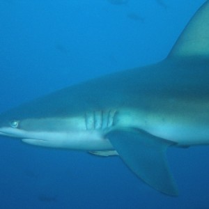 Galapagos Shark