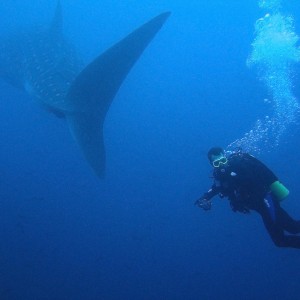 Whale Shark and Diver