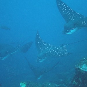 Eagle Rays