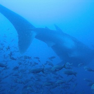 Whale Shark