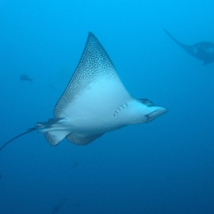 Eagle Ray