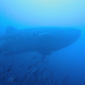 Whale Shark