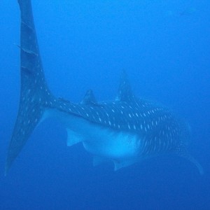 Whale Shark