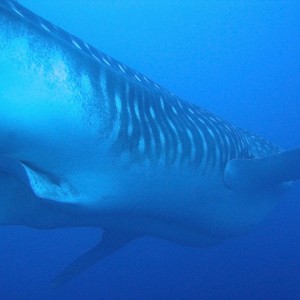 Whale Shark