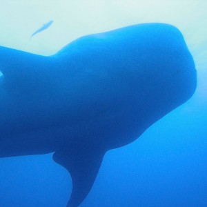 Whale Shark Silhoutte