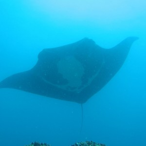 Manta Ray