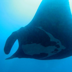 Manta Ray