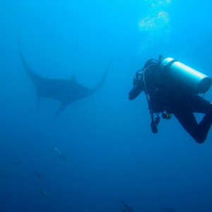 Manta Ray and Diver