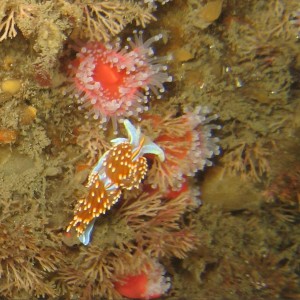 Working on the Macros during a dive on the Yukon