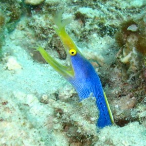 Ribbon Eel