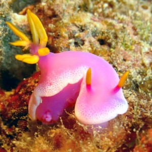 Cinderella Nudi