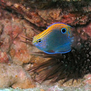 Blue fish hidding in the rocks