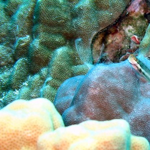 Goby sitting on his perch